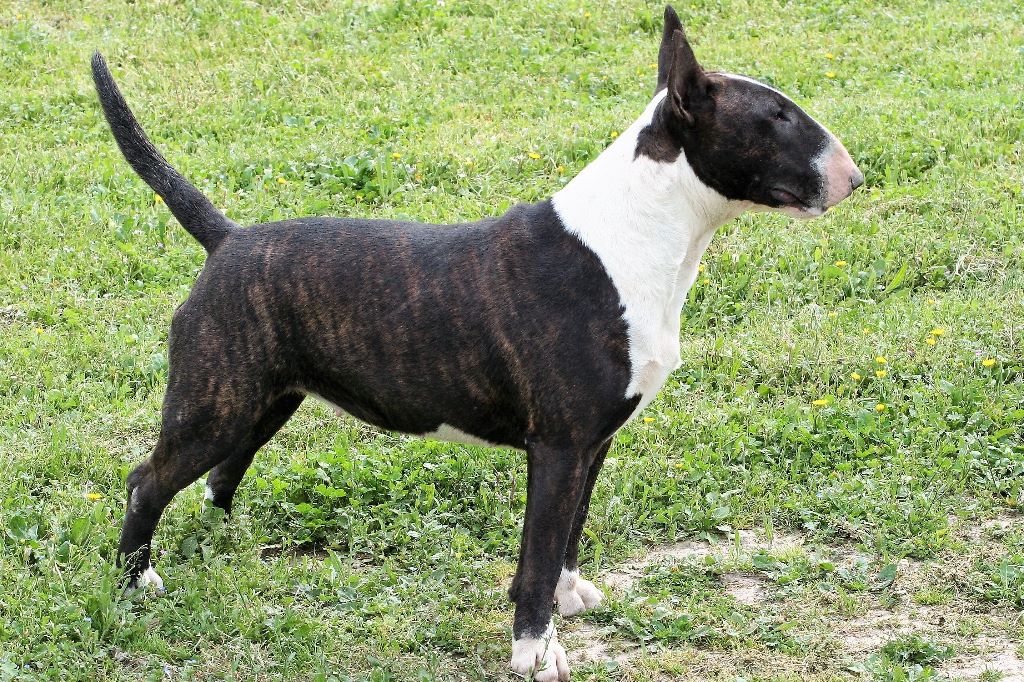 mas de rufa Black panter