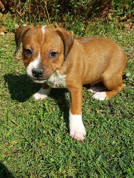 Des Terres D'embellie - Staffordshire Bull Terrier - Portée née le 07/08/2016